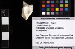 Foto (Objket + Etiketten) von Culmenformosa sp. 